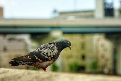 Close-up of bird perching on railing