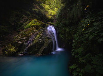 Scenic view of waterfall in forest