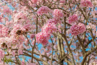 Close-up of pink cherry blossoms in spring