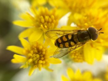 Close-up of butterfly pollinating on yellow flower