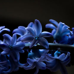 Close-up of blue flowering plant against black background