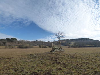 Bare tree on field against sky