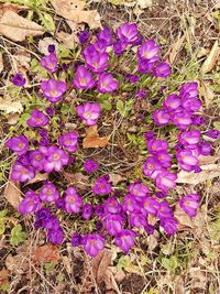 Full frame shot of purple flowers