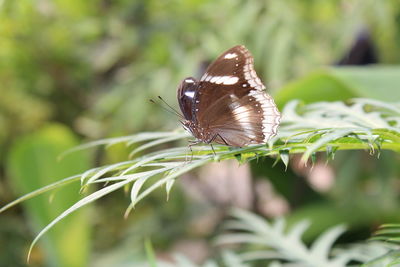 Close-up of butterfly on plants