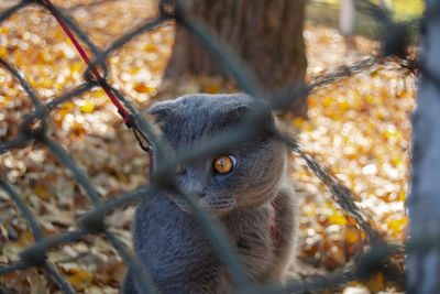 Close-up portrait of squirrel