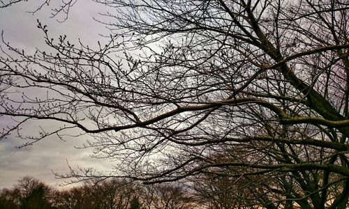 Low angle view of bare tree against sky