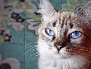 Close-up portrait of cat