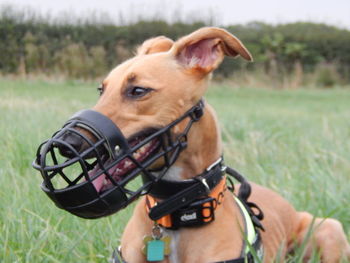 Close-up portrait of dog on field