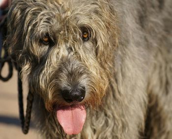 Close-up portrait of irish wolfhound