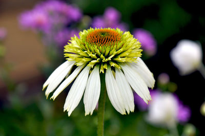 Close-up of white flowering plant