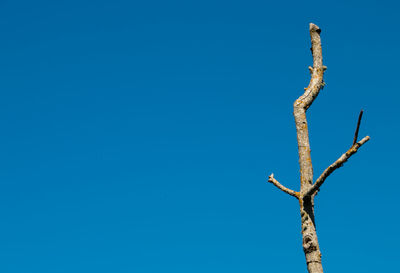 Low angle view of bare tree against clear blue sky