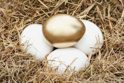 High angle view of bird in nest