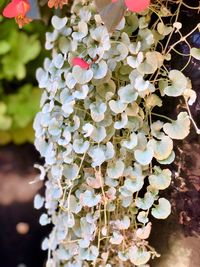 Close-up of hydrangea blooming outdoors