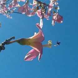 Low angle view of flowers against blue sky