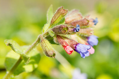 Close-up of insect on flower