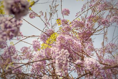 Low angle view of cherry blossom tree