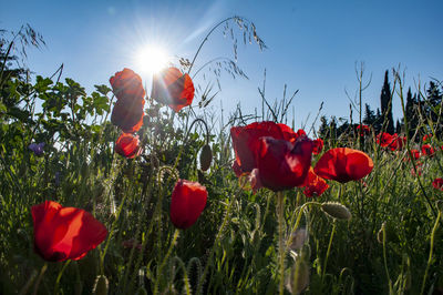 Close-up of red poppy flowers in field
