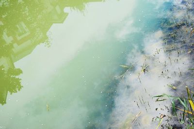 Reflection of trees on water