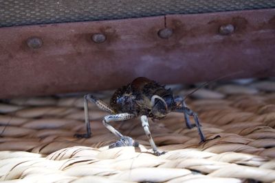 Close-up of spider