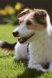 Close-up of dog looking away on field