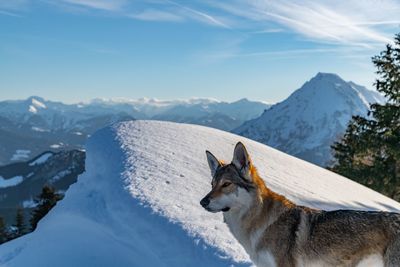 High angle view of dog on snowcapped mountain