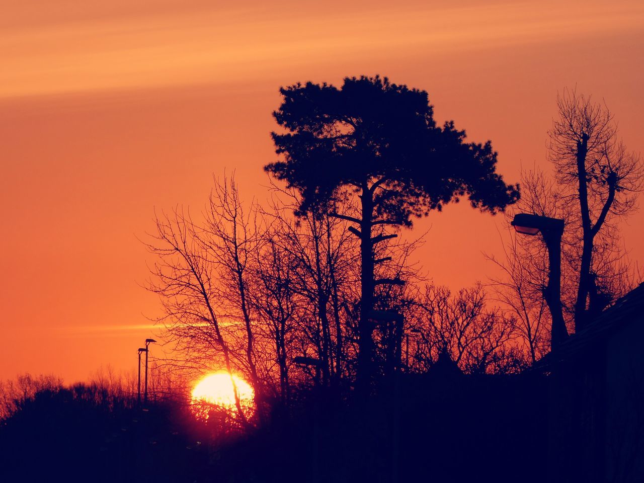 SILHOUETTE TREE AGAINST ORANGE SKY