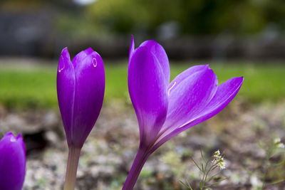 Close-up of purple crocus blooming outdoors