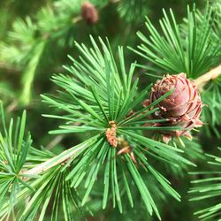 Close-up of pine cone on plant