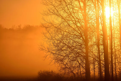 Silhouette trees against orange sky during sunset