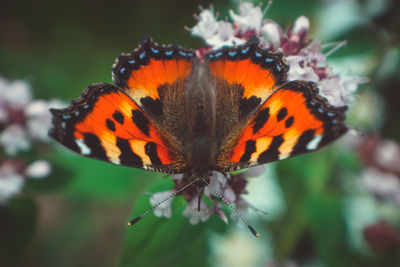 Close-up of butterfly on flower