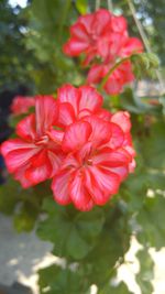 Close-up of red flower