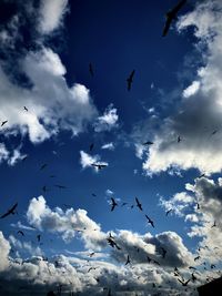 Low angle view of seagulls flying in sky