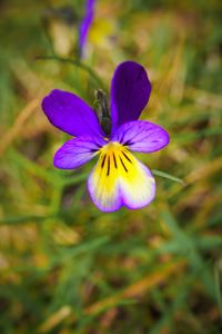 Close-up of purple flower