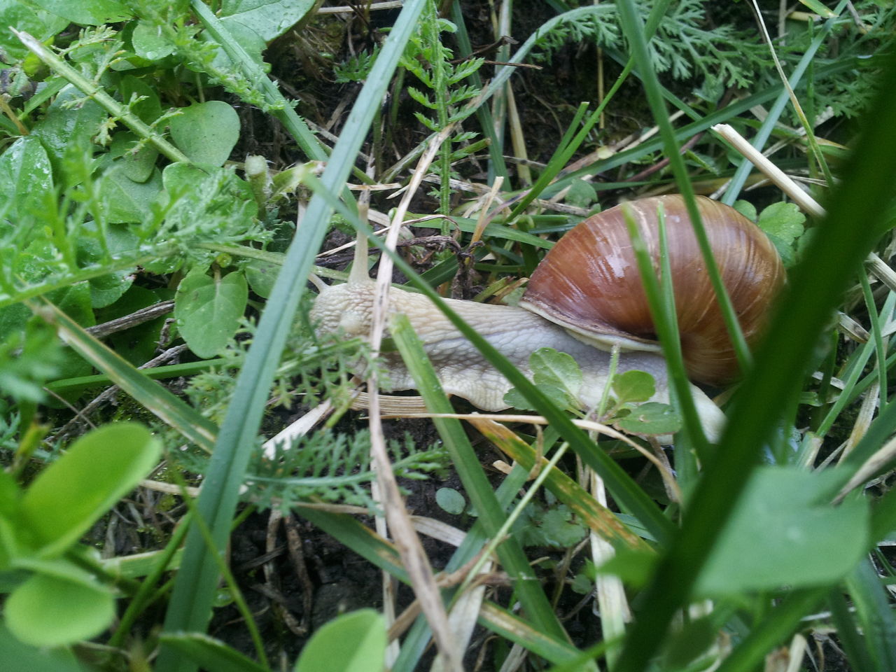 one animal, animal themes, snail, grass, nature, animals in the wild, outdoors, no people, leaf, close-up, gastropod, day