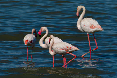 View of two birds in the lake