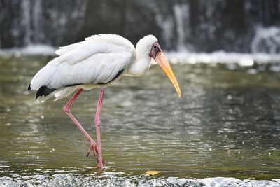 Bird in a lake