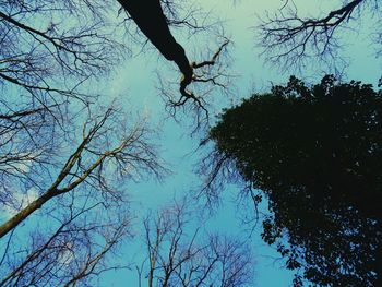 Low angle view of bare trees against sky