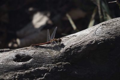 Close-up of insect on tree trunk