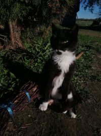 Cat sitting on a field