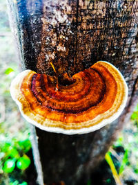 Close-up of snail on tree trunk