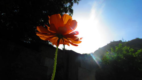 Close-up of orange flower blooming in park