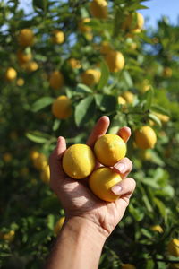 Close-up of hand holding fruit