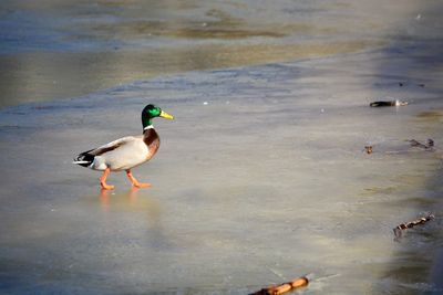 Mallard duck on the lake