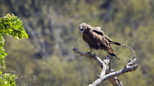 Bird perching on a tree