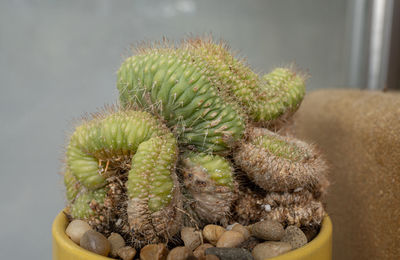 Desert cactus plant gets a close up of unique spines