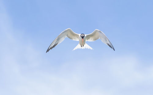 Low angle view of bird flying against sky