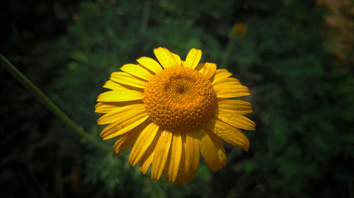 Close-up of yellow flower blooming outdoors