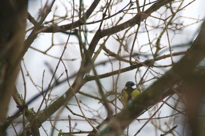 Low angle view of bird perching on branch