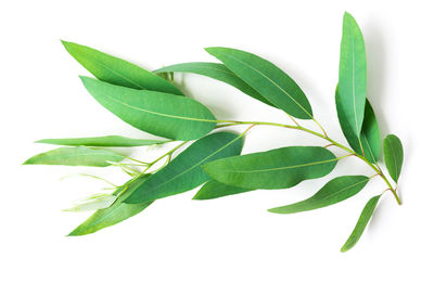 Close-up of plant against white background