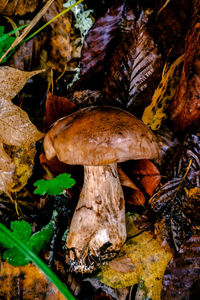 Close-up of mushrooms growing on field